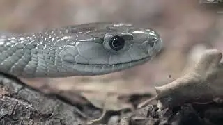 The Most Dangerous Snakes In The World | Animal Marvel