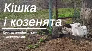 Кошка Бусинка и козлята