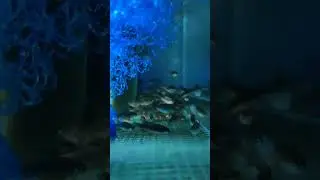Кипишная Расбора)))