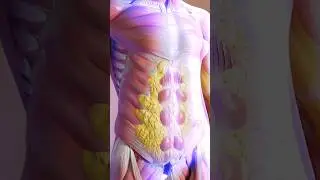 How food turns into body fat 