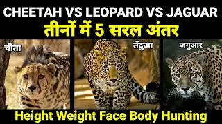 cheetah vsleopard vs jaguar में 5 difference | 1 मिनट में पहचान लोगे | #cheetah #thehimanshunegi