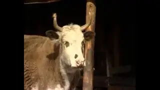 ВАКЦИНАЦИЯ КОРОВ