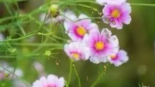 Барно отинойи/ Ғийбат хақида маруза. @otinoyilar8551 @maruzalartoplami