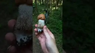 Щедрый лес 🤎 