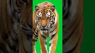 tiger green screen background  