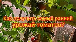 Как получить самый ранний урожай томатов?