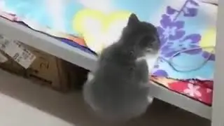 Подборка Смешных Котов, До слез!