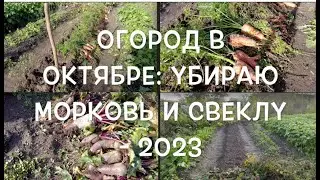 Огород в октябре: убираю морковь и свеклу   2023