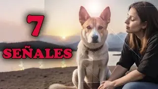 🐾 ¿por qué dios puso un perro en tu vida? descúbrelo aquí 🙏🐶