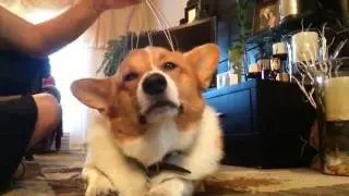 My Corgi enjoying head massage