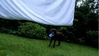 Pippa den deugeniet (korte versie)...