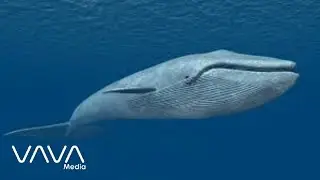 blue whale theme song 1 - mavi balina tema şarkısı (X GANG CITY Release)