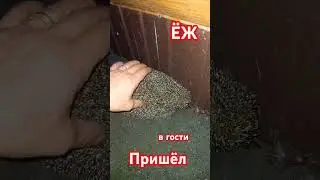 Ёжик в гостях
