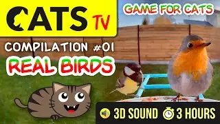 GAME FOR CATS - Real Birds #01 🐧🦜 3 HOURS [CATS TV]