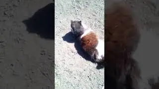 Сматрите МАИ тюлпанчики ацените природу