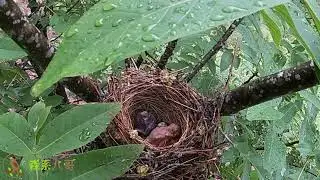 The mother shrike bird protects her child in the nest,  and the cuckoo bird only pushes once杜鹃鸟寄生伯劳鸟