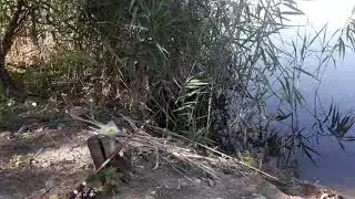 Норка в живой природе.