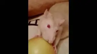 Сенька яблище грызет