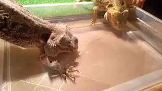 Агамы на водопое 😊