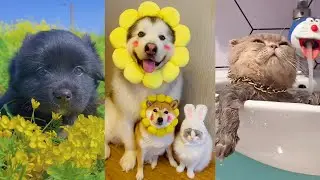 cute Dogs and Cats / Funny moments in life - pet lover 009 # LA