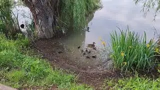 Вот такая печалька с кряквой !!!