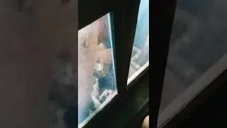 emak kucing pun kaget ketika di pergokin