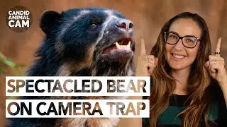 The spectacled bear: South America's only bear species | Candid Animal Cam