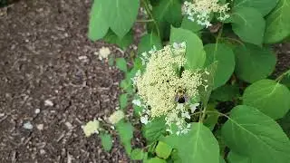 Hydrangea cv. Haas Halo
