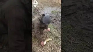 Сом, карась.