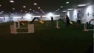 Orry's first AKC agility trial.