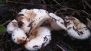 Груздевой урожай не перестаёт удивлять.