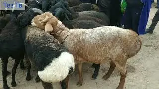 сешанби мол бозори нархлари dehqonobod mol bozori