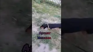 тишина прогулка#dog#смешное#такса#собака #прикол#животные#taksa#тиша#а4#прогулка#вкусно