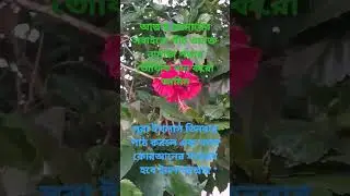 সুরা ইখলাস#shorts#short#shortsfeed