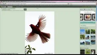 Live Trace & Expanding an Image in Illustrator