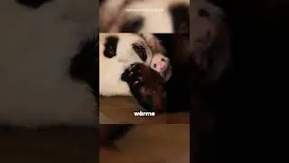 Diese Panda-Mama liebte ein Junges, das nicht ihr eigenes war 🐼❤️