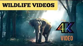 Wild animals beautiful videos 4K  ||animal videos ||wildlife sanctuary|Telugu new movies|animals