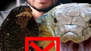 Indian cobra | nag #shorts