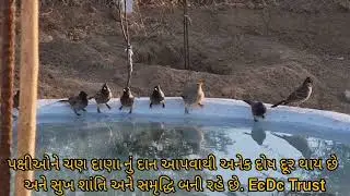 પક્ષીઓને ચણ દાણા નું દાન આપવાથી અનેક દોષ દૂર થાય છે અને સુખ શાંતિ અને સમૃદ્ધિ બની રહે છે. Save Birds
