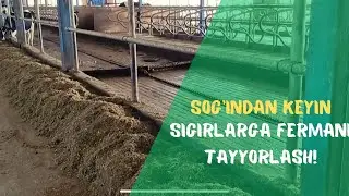 Sog’indan keyin SIGIRLARGA fermani tayyorlash!