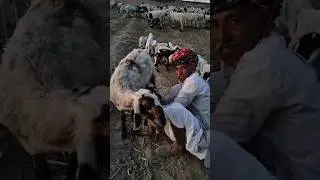 मां की ममता 🧿❤️ #btlmanish #vlog #mamna#animals