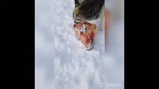 Когда товарищей много, еду отпускать нельзя, свиснут🤣 кобелю 11 лет, кг в голове 26