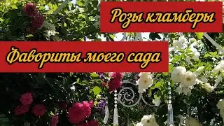 Climber roses. My garden favorites. Roses for beginners.