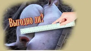 Прибыль от свиней // Отправили кабана на котлеты