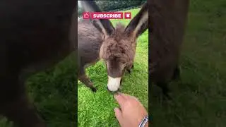 😁😁😁MINIATURE DONKEYS AND A CUTE BABY DONKEY | AMAZINGLY MIRA | #SHORT