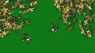 🌳amazing tree animation green screen🟢 video🎥