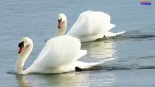 Вокальный ансамбль 