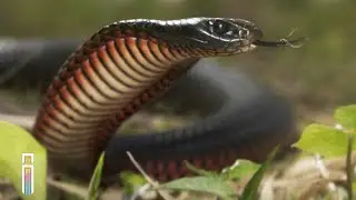Top 5 Most Venomous Snakes In The World