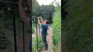 Lower and Lean Tomato Trellis 