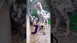 sil murgaye for shok